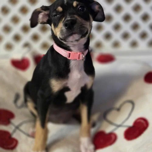 A baby small-sized female Tricolor (Brown, Black, & White) Mixed Breed dog named Pink Heart for adoption in Toms River, NJ