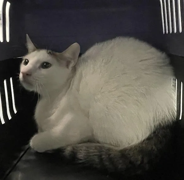 A young medium-sized male Domestic Short Hair cat named Max for adoption in Ridgewood, NY