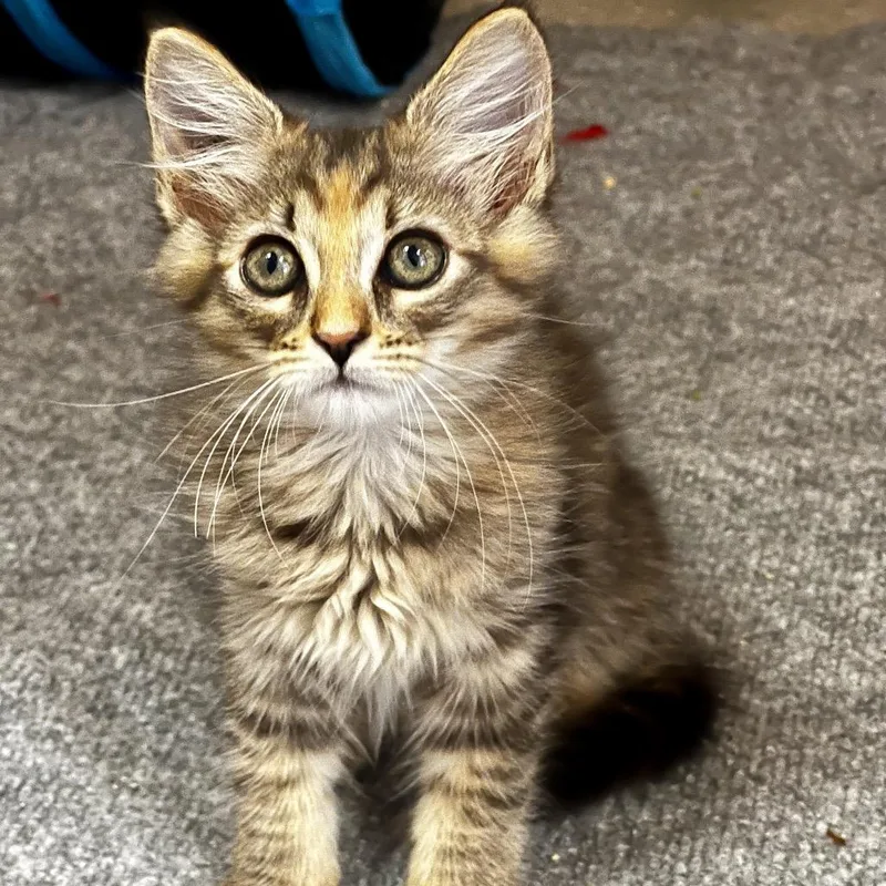 Cheetara thumbnail 3