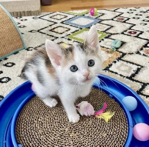 Ivy  Bonded With thumbnail 2