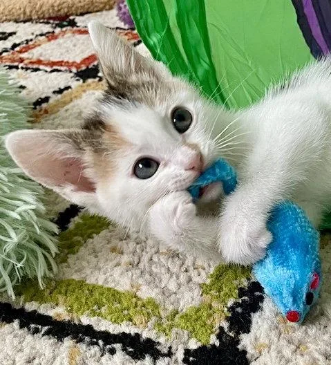 Ivy  Bonded With thumbnail 3