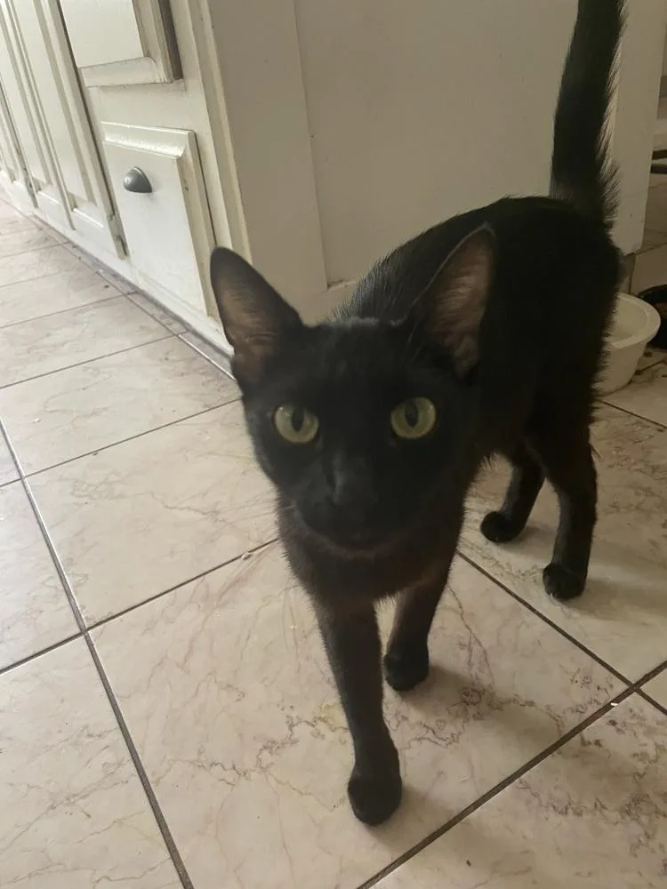A young small-sized female Black Bombay cat named Momas for adoption in Lancaster, CA