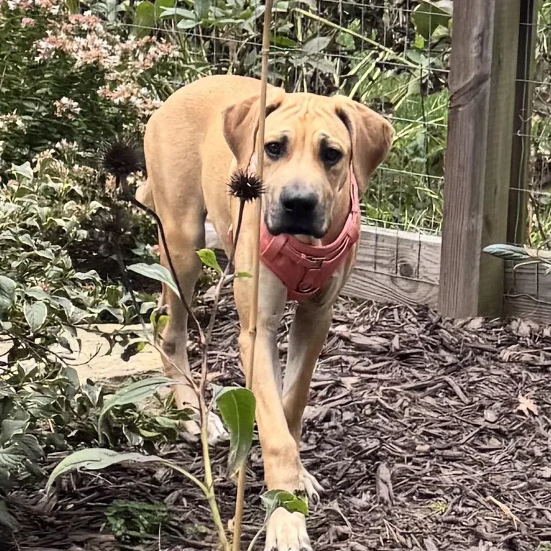A baby medium-sized female Great Dane dog named Matilda for adoption in Pasadena , MD