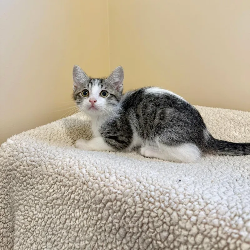 A baby small-sized male Brown / Chocolate Domestic Short Hair cat named Flap Jack for adoption in Agoura Hills, CA