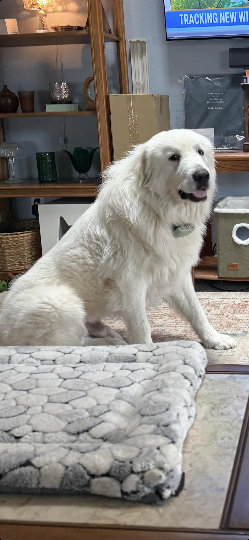 An adult large-sized male Great Pyrenees dog named Aldrich Htx for adoption in Quinlan, TX