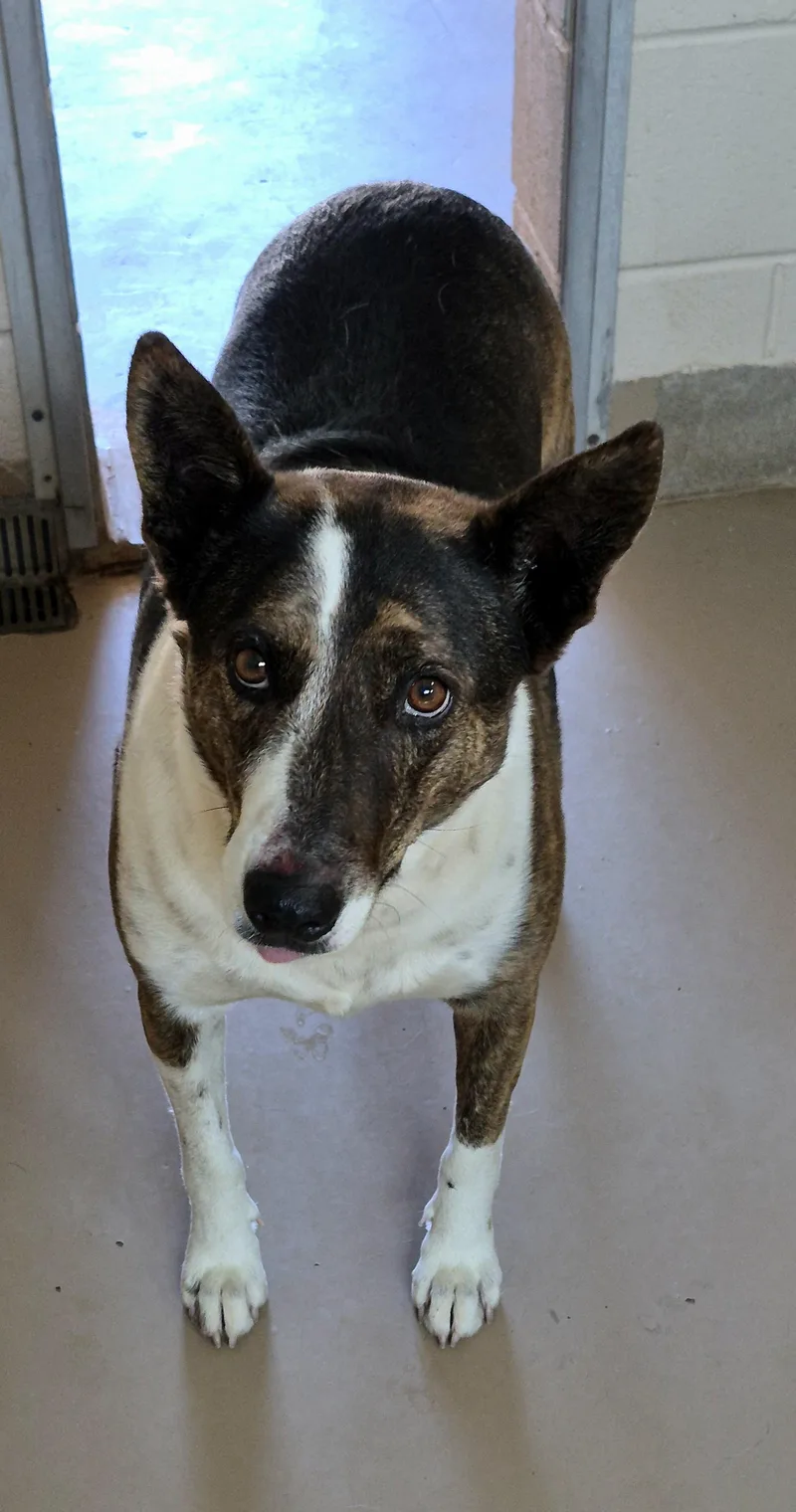 An adult large-sized female Tricolor (Brown, Black, & White) Australian Cattle Dog / Blue Heeler dog named Sitka for adoption in Sierra Vista, AZ