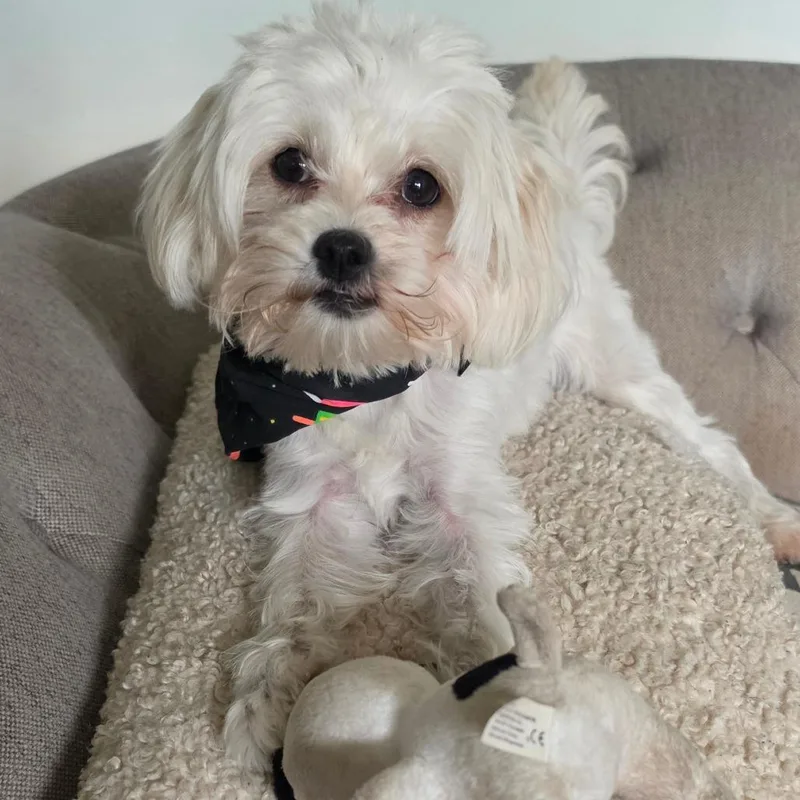 A young small-sized female White / Cream Maltese dog named Lucy for adoption in Wappingers Falls, NY