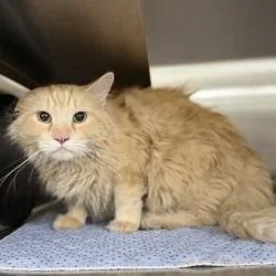 An adult large-sized male Orange / Red Domestic Long Hair cat named Karter for adoption in Bullhead City, AZ