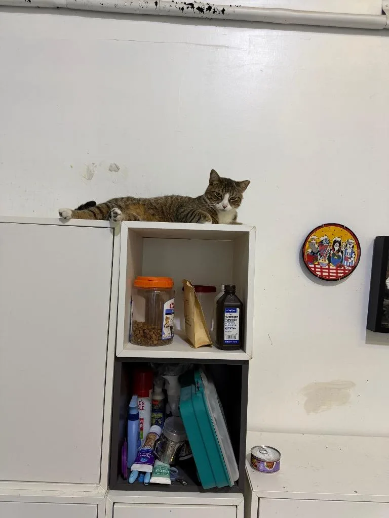 A young medium-sized female Domestic Short Hair cat named SailorMomma for adoption in St. James City, FL