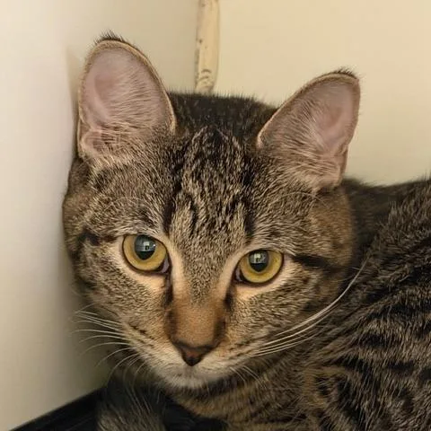 An adult medium-sized female Brown / Chocolate Domestic Short Hair cat named Sadie for adoption in Columbia, MO