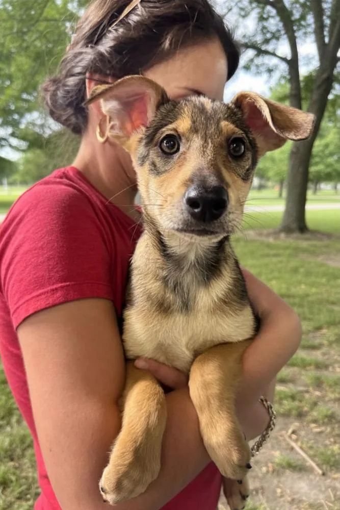 A baby medium-sized female Brown / Chocolate Terrier dog named Lyra for adoption in Elmsford, NY