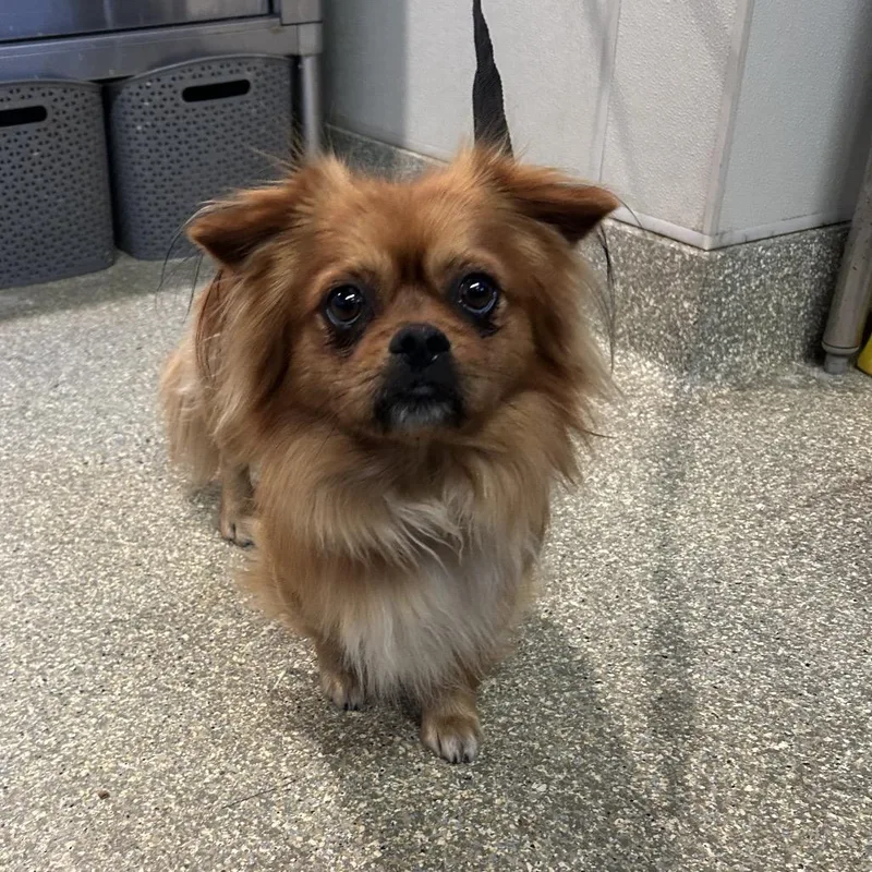 An adult small-sized male Red / Chestnut / Orange Pomeranian dog named Gizmo Chino Hills for adoption in Chino Hills, CA