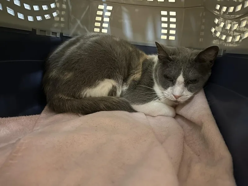 An adult medium-sized female Domestic Short Hair cat named Taylor Swift for adoption in Anoka, MN