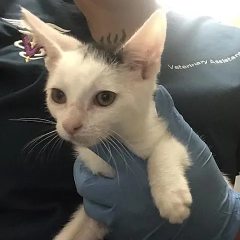 A baby small-sized female Domestic Short Hair cat named Yolanda for adoption in Riverside, CA