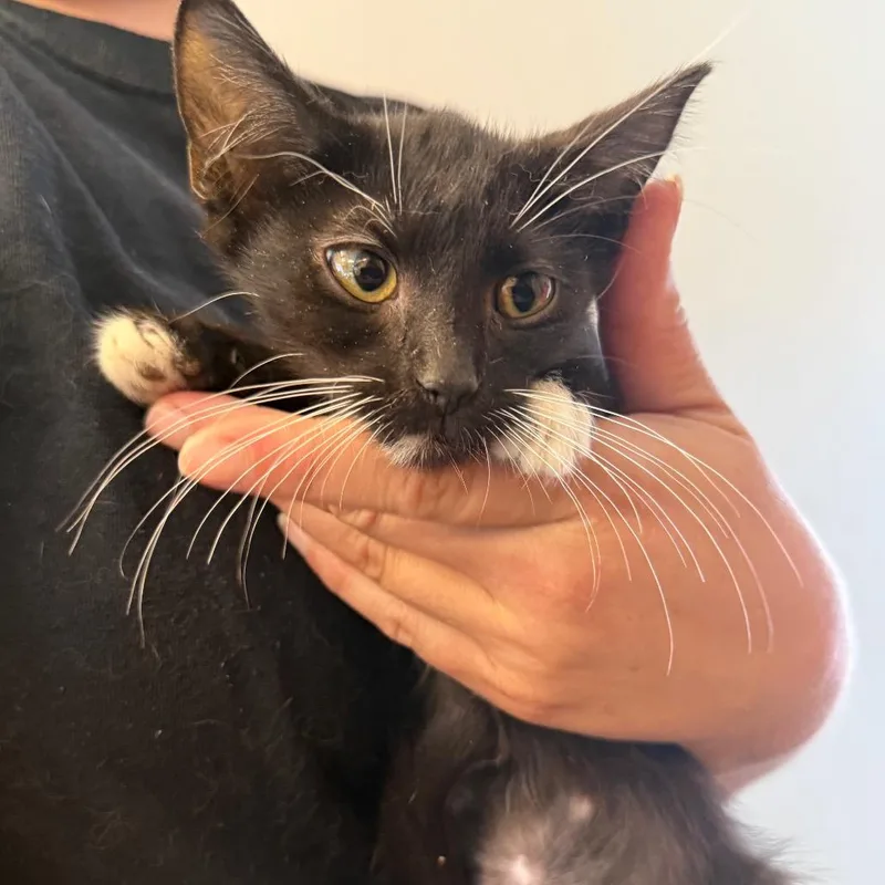 A baby small-sized male Black Domestic Short Hair cat named Captain Hook for adoption in Pasadena , MD