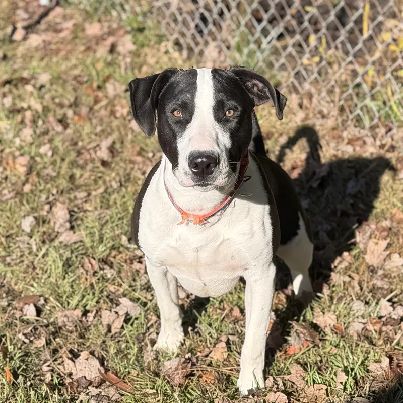 Lou AKA Simon