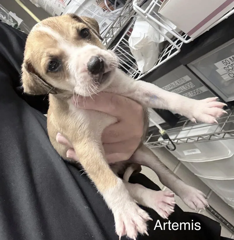 Artemis