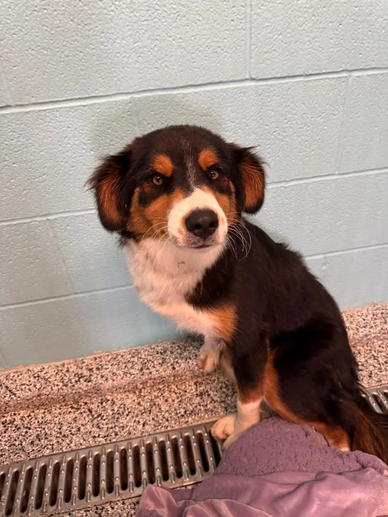 A young large-sized female Australian Shepherd dog named Peaches for adoption in Little Elm, TX