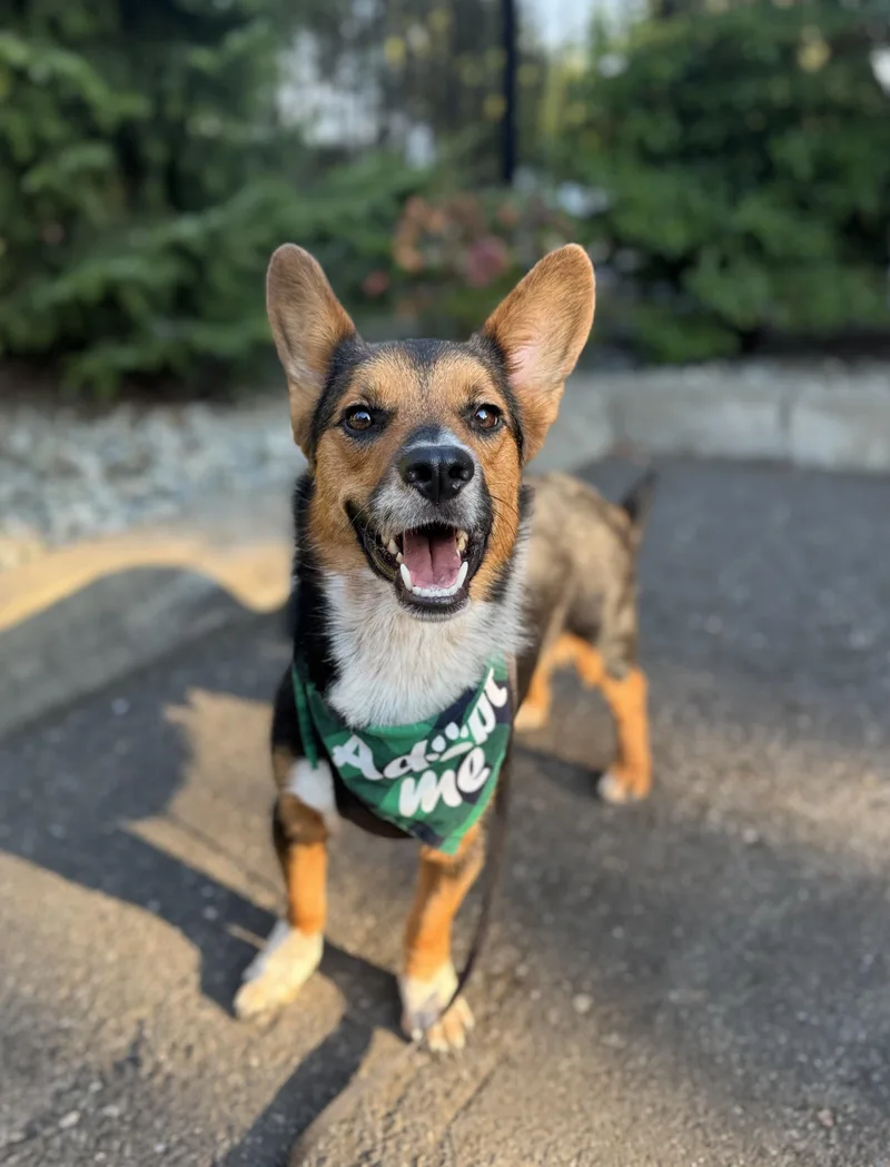 A young medium-sized male Tricolor (Brown, Black, & White) Cardigan Welsh Corgi dog named Bennett for adoption in lynnwood , WA