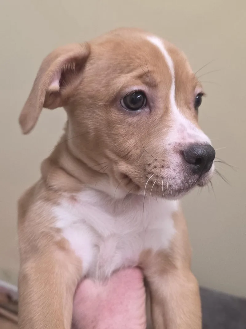 A baby medium-sized female Golden Mixed Breed dog named Poppy for adoption in Wayne, NJ