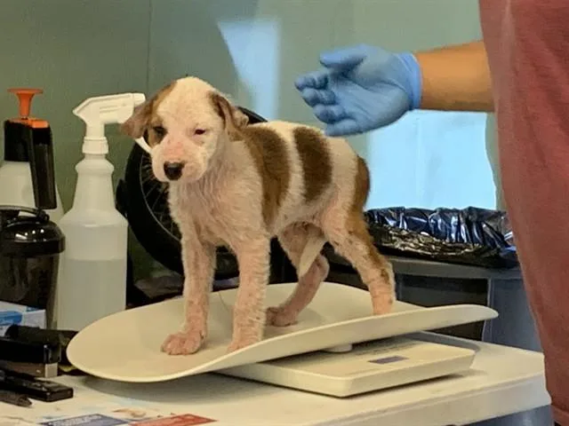 A baby small-sized female American Staffordshire Terrier dog named Miney for adoption in Grand Prairie, TX