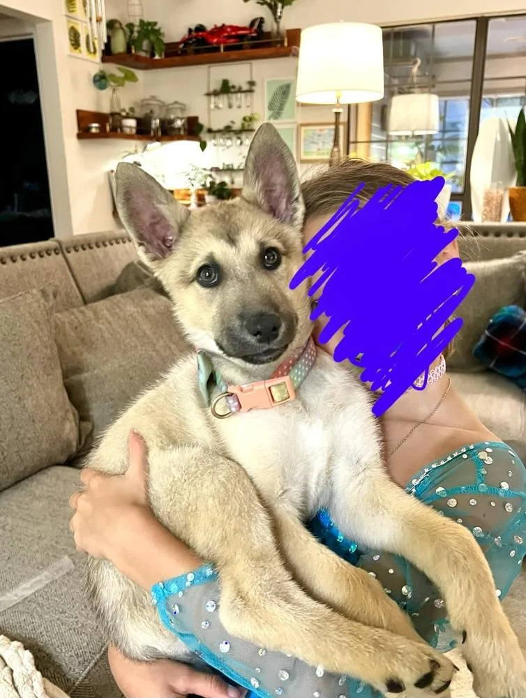 A baby medium-sized female Apricot / Beige Shepherd dog named Sandy for adoption in Dallas, TX