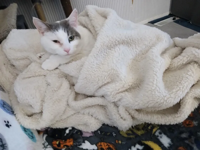 A young medium-sized female White Domestic Short Hair cat named Snow White for adoption in Novi, MI