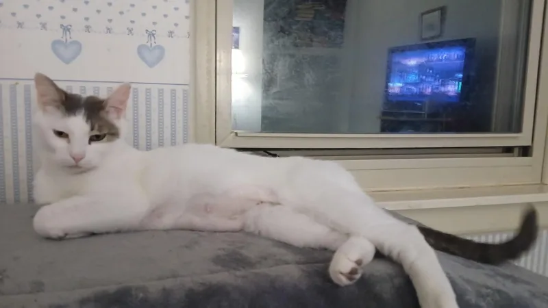 Snow White thumbnail 4