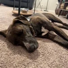 A young large-sized male Brindle Great Dane dog named North for adoption in LEMONT, IL