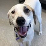 An adult medium-sized female White / Cream Mixed Breed dog named Aggie for adoption in Lansing, MI