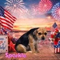 A young small-sized female Black Mixed Breed dog named Sparkle for adoption in Joliet, IL