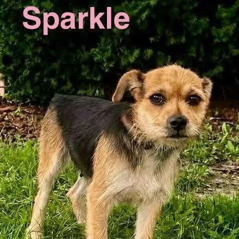 Sparkle thumbnail 2
