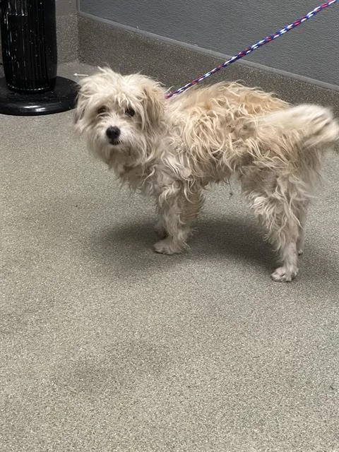 A young small-sized male Poodle dog named Macchiato for adoption in Las Vegas, NV