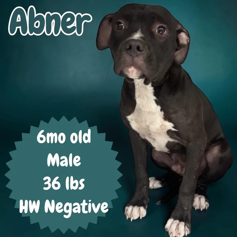 Abner thumbnail 2