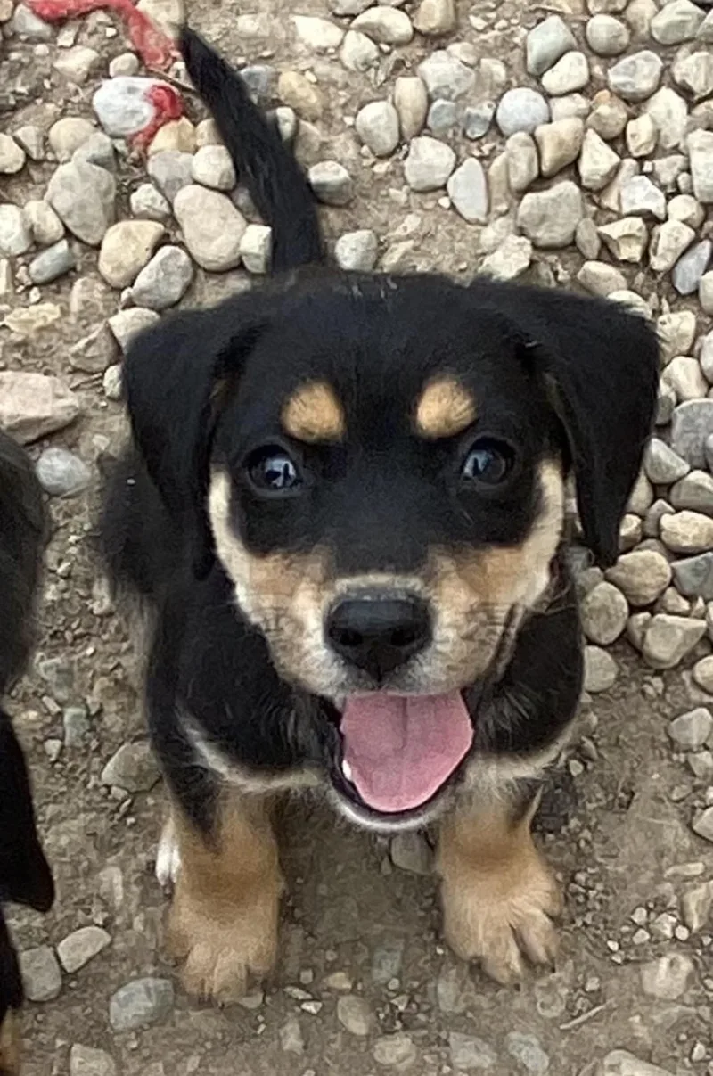 A baby small-sized male Tricolor (Brown, Black, & White) Beagle dog named Scout for adoption in RUSSIAVILLE, IN