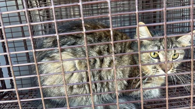 A young medium-sized female Domestic Short Hair cat named A for adoption in Houston, TX