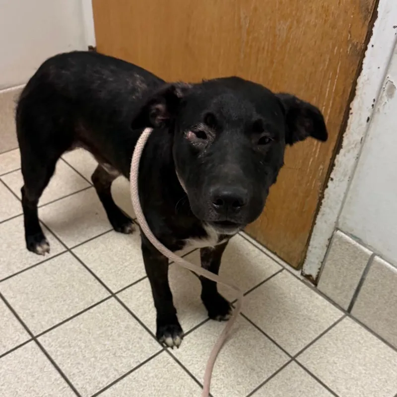 A young medium-sized female Black Mixed Breed dog named Crockpot Mac & Cheese for adoption in Charleston, WV