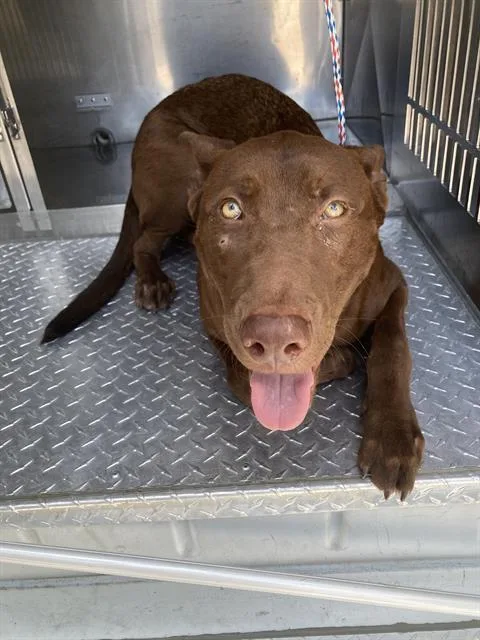 A young large-sized male Mixed Breed dog named Overton for adoption in Dallas, TX