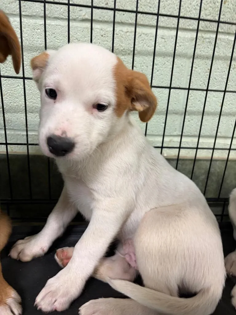 A baby small-sized male Shepherd dog named Squash for adoption in Ada, OK