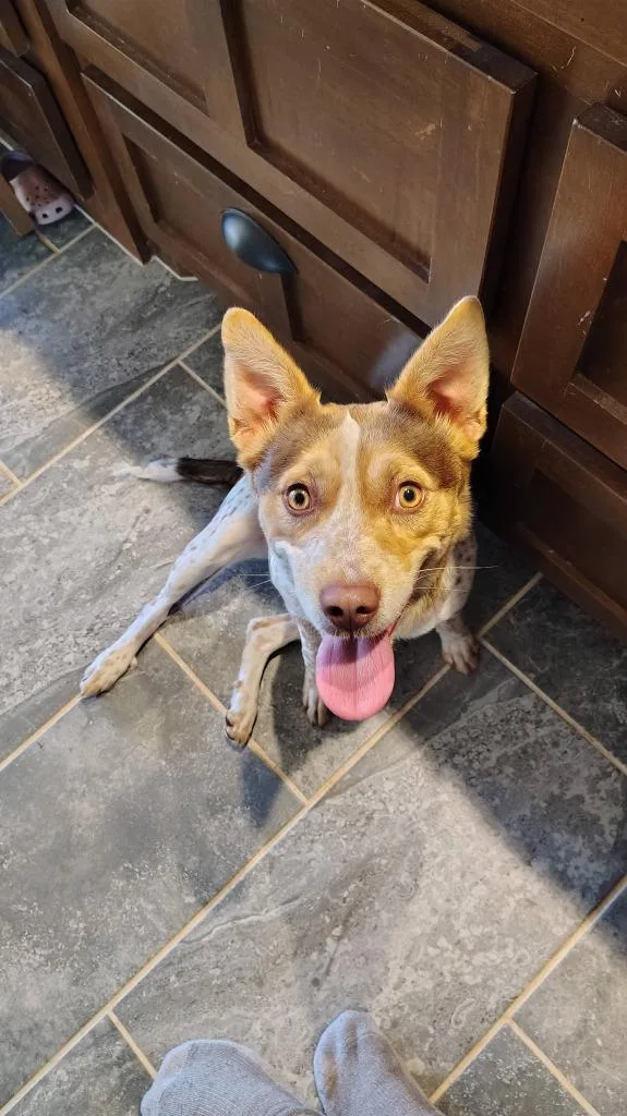 Azula Aka Toffee
