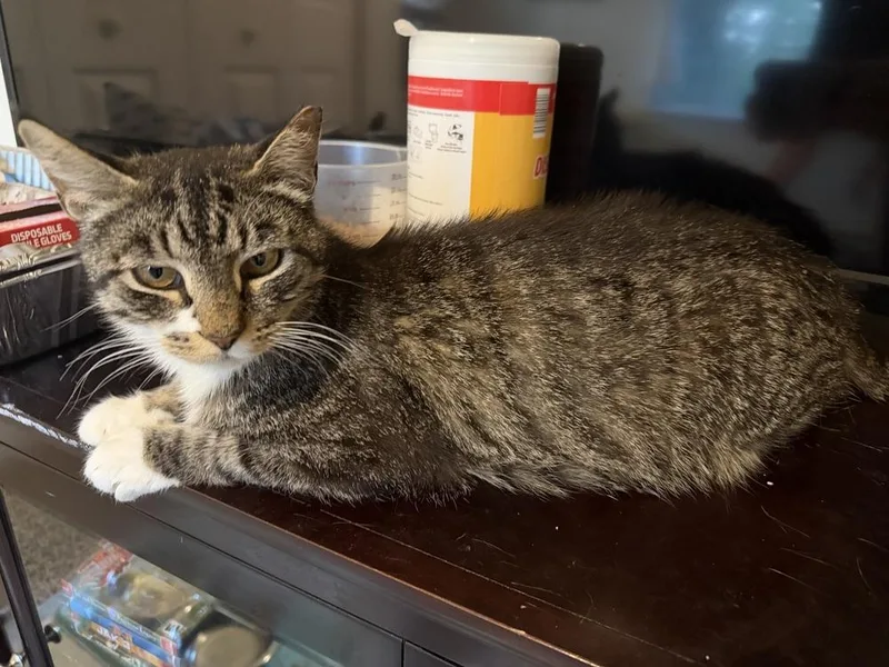 A young medium-sized female Domestic Short Hair cat named Mama Pearl for adoption in Telford, PA