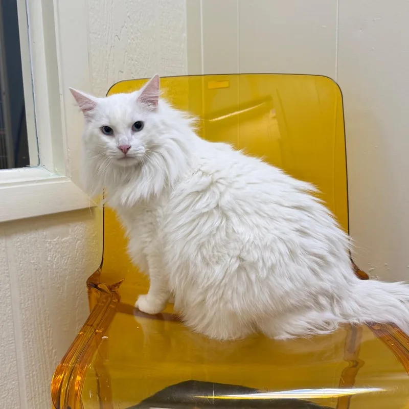 An adult large-sized male White Turkish Angora cat named Gabriel for adoption in Tulsa, OK