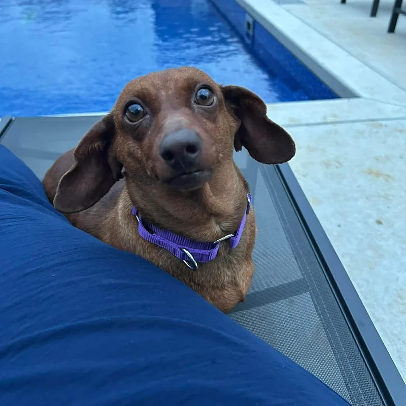 An adult small-sized female Red / Chestnut / Orange Dachshund dog named Satin for adoption in Jackson, MO