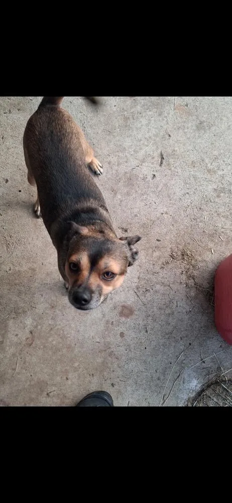 A baby small-sized male Tricolor (Brown, Black, & White) Chihuahua dog named Snickers for adoption in Cedartown, GA