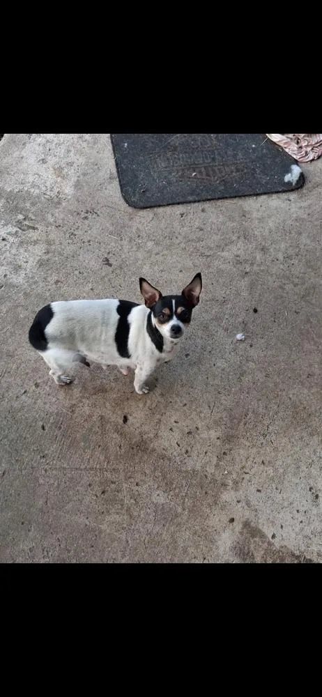 Snickers thumbnail 2