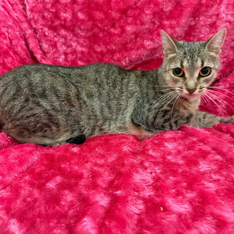 An adult small-sized female Gray / Blue / Silver Domestic Short Hair cat named Jaffa for adoption in Raleigh, NC
