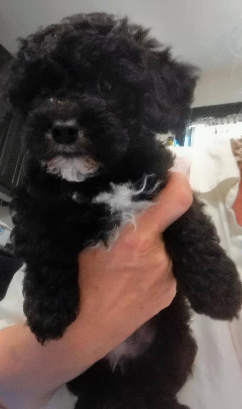 A baby small-sized female Maltipoo dog named Kurly for adoption in Los Angeles, CA