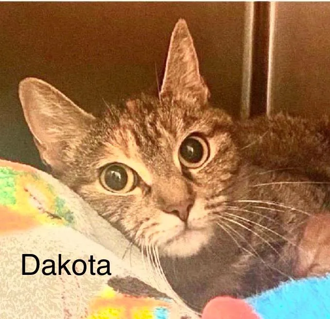 Dakota thumbnail 3