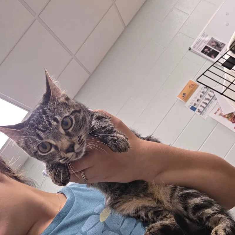 A baby medium-sized female Brown / Chocolate Domestic Short Hair cat named Lala for adoption in Chattanooga, TN
