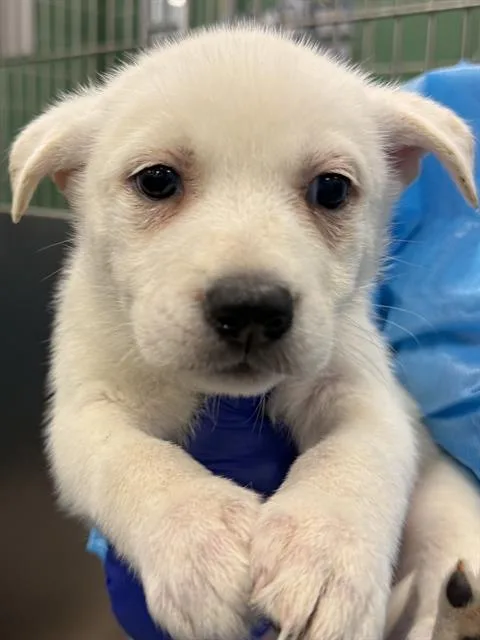 A baby large-sized female Mixed Breed dog named Lucy for adoption in Dallas, TX